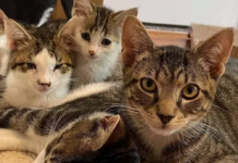 Directory of Cat Rescue, Medical Care, Shelter, & Adoption Services in Las Vegas, Nevada