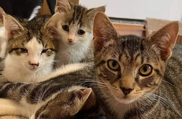 Directory of Cat Rescue, Medical Care, Shelter, & Adoption Services in Las Vegas, Nevada
