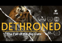 DETHRONED: The Fall of the Big Cats | Documentary