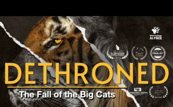 DETHRONED: The Fall of the Big Cats | Documentary