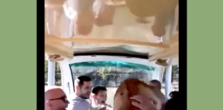 VIDEO: Lioness Thinks She’s a Housecat!